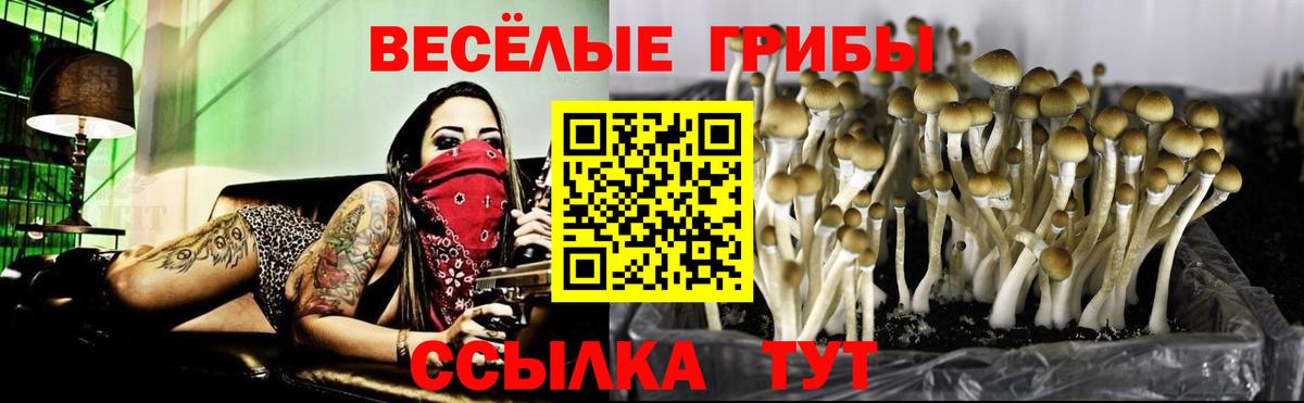 Псилоцибиновые грибы Psilocybine cubensis Богородск